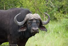 Afrikanischer Büffel (77 von 102).jpg
